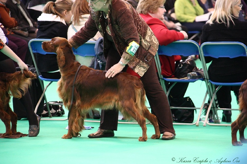 Crufts2011 252.jpg